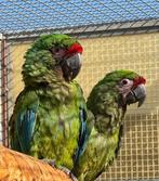 Ara Militaris 1.3 different parents 2024, Dieren en Toebehoren, Vogels | Parkieten en Papegaaien
