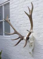 Groot EDELHERT GEWEI, ong. 14-ender compleet met onderkaak, Ophalen, Gebruikt, Hert, Gewei of Kop