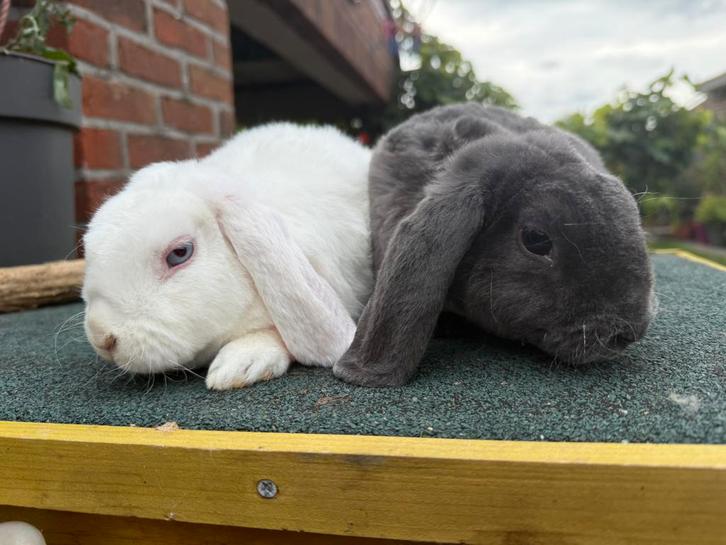 Koppeltje rex widder, Dieren en Toebehoren, Konijnen, Dwerg, Meerdere dieren, 0 tot 2 jaar, Hangoor