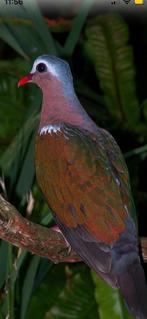 Groenvleugelduiven, Dieren en Toebehoren, Vogels | Overige Vogels, Meerdere dieren, Tropenvogel, Geringd