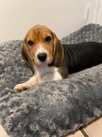 Lieve beagle pups gewend met vierjarige, België, Beagle, 8 tot 15 weken, Meerdere