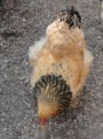 Kippen Brahma hennen, Poule ou poulet, Femelle