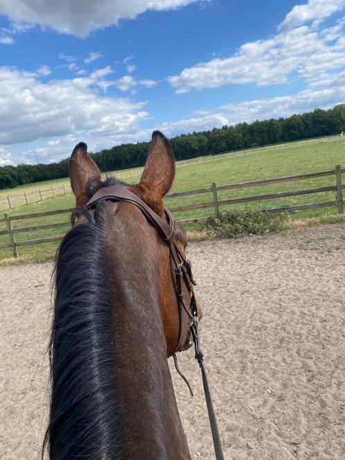 Stalhulp/ruiter gezocht, Dieren en Toebehoren, Paarden