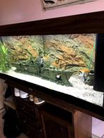 aquarium, Vis, Zoetwatervis