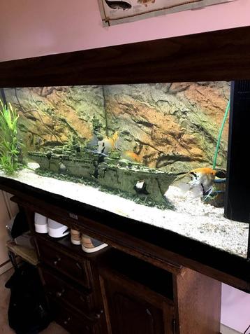 aquarium beschikbaar voor biedingen