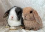 Mega mooi super lief handtam koppeltje Minilop konijntjes, Dieren en Toebehoren, Konijnen, Meerdere dieren, Klein, Hangoor, 0 tot 2 jaar