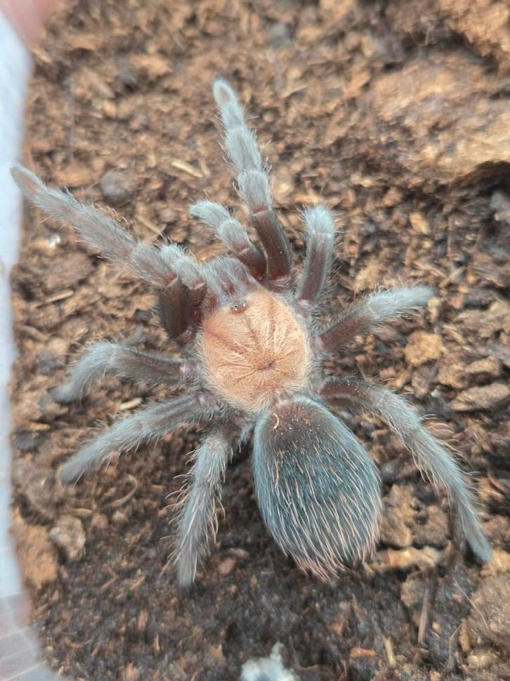 Diverse soorten vogelspinnen, Dieren en Toebehoren, Insecten en Spinnen, Spin of Schorpioen