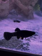 Black molly’s, Dieren en Toebehoren