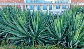 YUCCA 10 stuks     eerst = eerst 