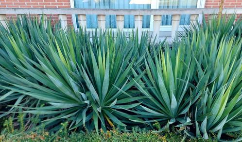 YUCCA 10 stuks     eerst = eerst, Jardin & Terrasse, Plantes | Jardin, Plante fixe, Autres espèces, Enlèvement