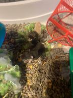 Zeer mooie baby dwerghamster, Dieren en Toebehoren, Knaagdieren, Hamster, Meerdere dieren, Tam, September