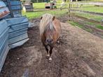 Mooi hengstje van 3 jaar., Dieren en Toebehoren, Schapen, Geiten en Varkens