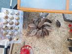 Oeufs de caille frais pour consommation sur Anderlecht., Dieren en Toebehoren