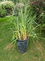 Gewortelde grassen/riet voor in de vijver, Tuin en Terras, Planten | Tuinplanten, Ophalen of Verzenden