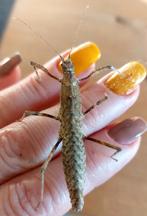 Wandelende takken, Dieren en Toebehoren, Insecten en Spinnen, Wandelende tak