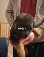 Duitseherders pupy, Particulier, Chienne, 8 à 15 semaines, Plusieurs