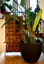 Antieke indische deur, Ophalen