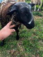 Bonte ram, Dieren en Toebehoren, Schapen, Geiten en Varkens, Mannelijk, Schaap, 0 tot 2 jaar