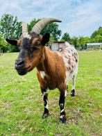 gratis geit, Dieren en Toebehoren, Mannelijk, Geit, 6 jaar of ouder