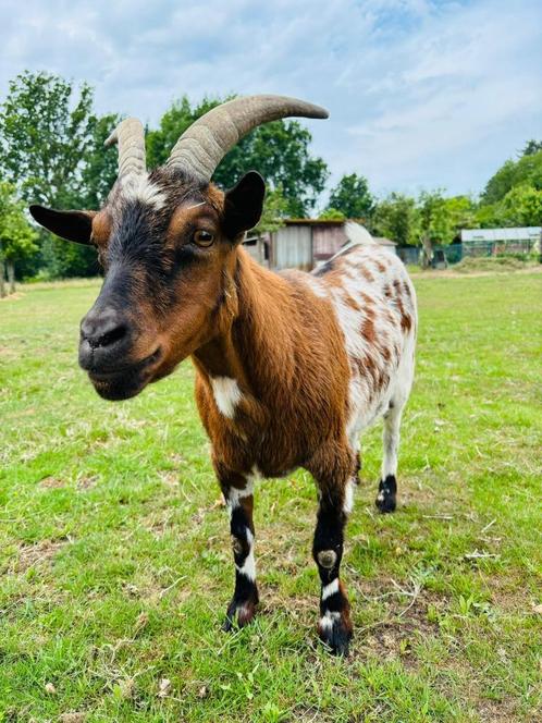 gratis geit, Dieren en Toebehoren, Schapen, Geiten en Varkens, Geit, Mannelijk, 6 jaar of ouder