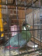 Vogel toerako man, Mannelijk, Papegaai, Geringd