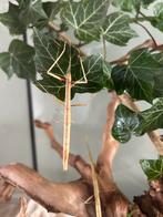 Nimfjes, Dieren en Toebehoren, Insecten en Spinnen