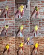 10 verzorgde, mooie mannetjeskanaries uit buitenvoilière, Dieren en Toebehoren, Vogels | Kanaries