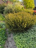 Struiken/ planten, Tuin en Terras, Planten | Tuinplanten, Ophalen