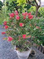 2 grote mediterrane planten in pot PR, Ophalen, Vaste plant