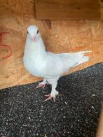 Sierduif, Dieren en Toebehoren, Vogels | Duiven, Vrouwelijk, Tuimelaar of Roller