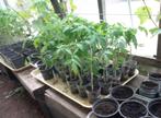 plants de tomates bio en trop, Ophalen