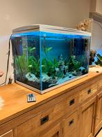 Superfish aquarium 120 L, Dieren en Toebehoren, Ophalen