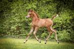 Haras de pur-sang arabe, Animaux & Accessoires, Chevaux, Étalon, Ne s'applique pas, Vermifugé, 0 à 2 ans