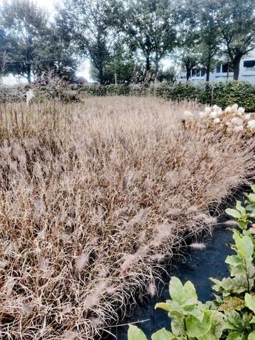 Pennisetum Alopecuroides red head lampenpoetsersgras disponible aux enchères