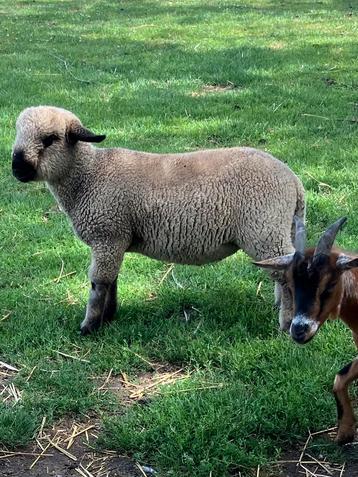 Hampshire ram-