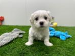 Nestje Maltezer pups - kleine taille, België, Maltezer, CDV (hondenziekte), 8 tot 15 weken