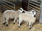 ramlammeren te koop, Dieren en Toebehoren, Schapen, Geiten en Varkens, Mannelijk, Schaap, 0 tot 2 jaar