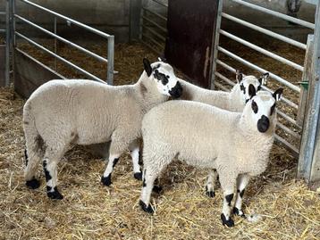 ramlammeren te koop beschikbaar voor biedingen