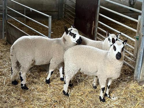 ramlammeren te koop, Dieren en Toebehoren, Schapen, Geiten en Varkens, Schaap, Mannelijk, 0 tot 2 jaar