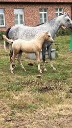 Welsh B-pony - Unieke kans, Dieren en Toebehoren, Merrie, 0 tot 2 jaar, C pony (1.27m tot 1.37m), Onbeleerd