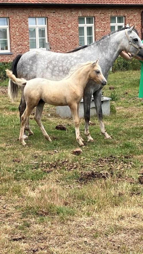 Welsh B-pony - Unieke kans, Dieren en Toebehoren, Pony's, Merrie, Onbeleerd, C pony (1.27m tot 1.37m), 0 tot 2 jaar, Met stamboom