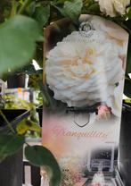 Rose Austin en container Tranquility . Hauteur 30 cm., Ophalen of Verzenden, Zomer, Vaste plant