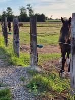 paardenpension, Weidegang, 4 paarden of pony's of meer