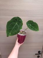 Anthurium forgetii dark, Huis en Inrichting, Kamerplanten, Ophalen of Verzenden