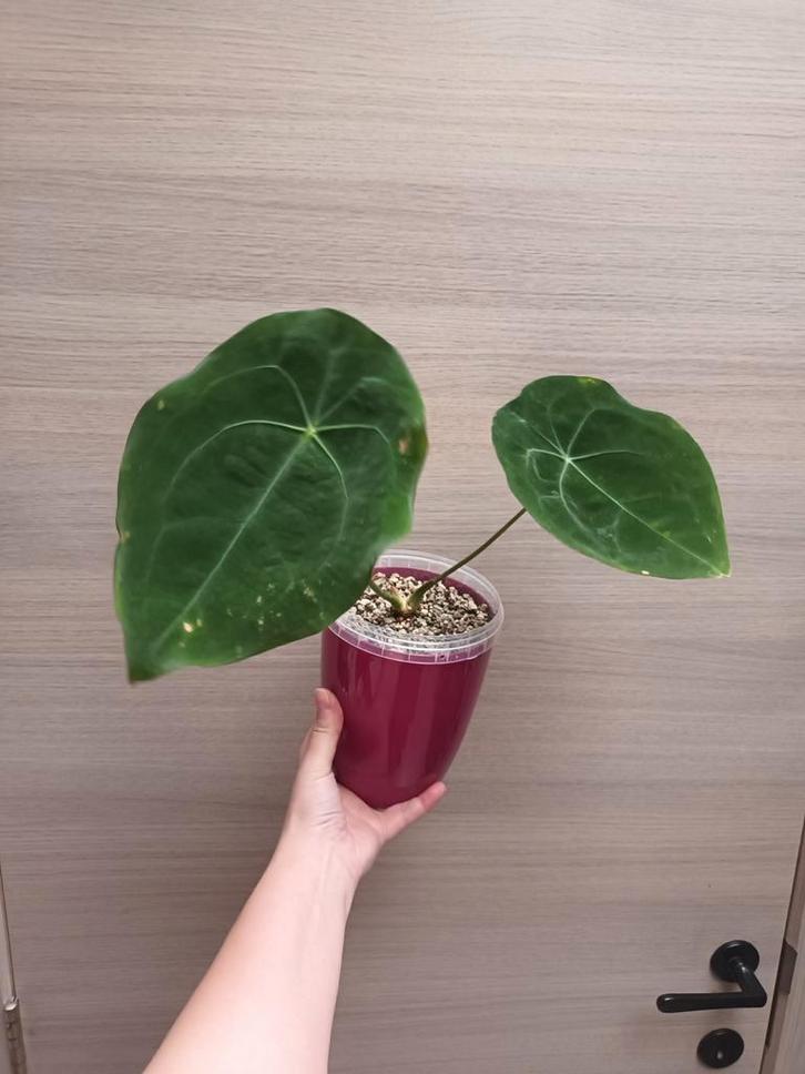 Anthurium forgetii dark, Huis en Inrichting, Kamerplanten, Ophalen of Verzenden
