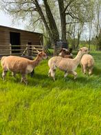2 alpaca merries Fawn en light Fawn met stamboom, Femelle