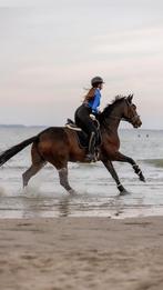 Lesgever aangeboden, Dieren en Toebehoren, Paarden