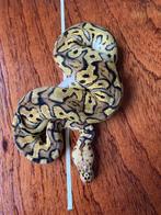 Ball Python 0.1 Pastel poss YB Clown, Dieren en Toebehoren, Slang, 0 tot 2 jaar