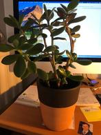 Geldboompje Crassula + mooie cache-pot, Ophalen of Verzenden, Halfschaduw, Bloeiende kamerplant, Vetplant