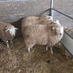 Schapen rammen bokken